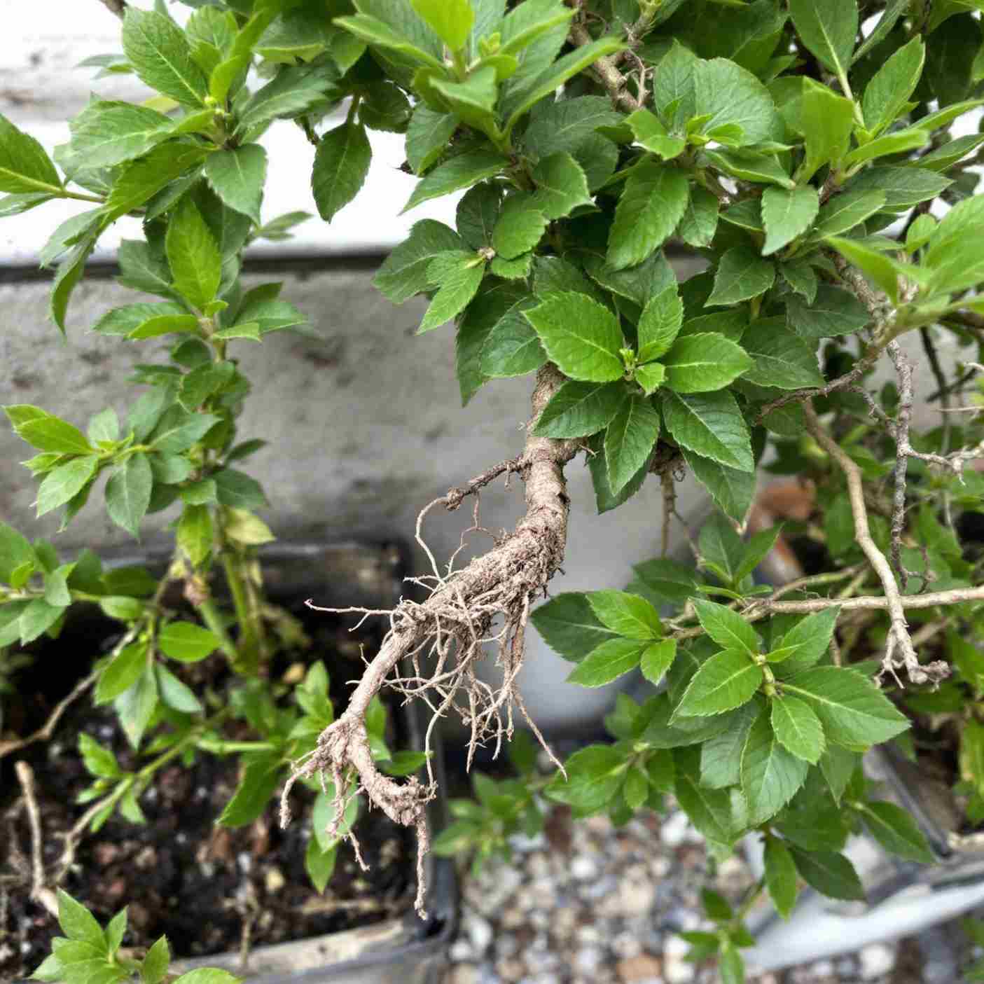 Berberine compound represented with yellow-colored plant roots or powder, commonly extracted from plants like Berberis