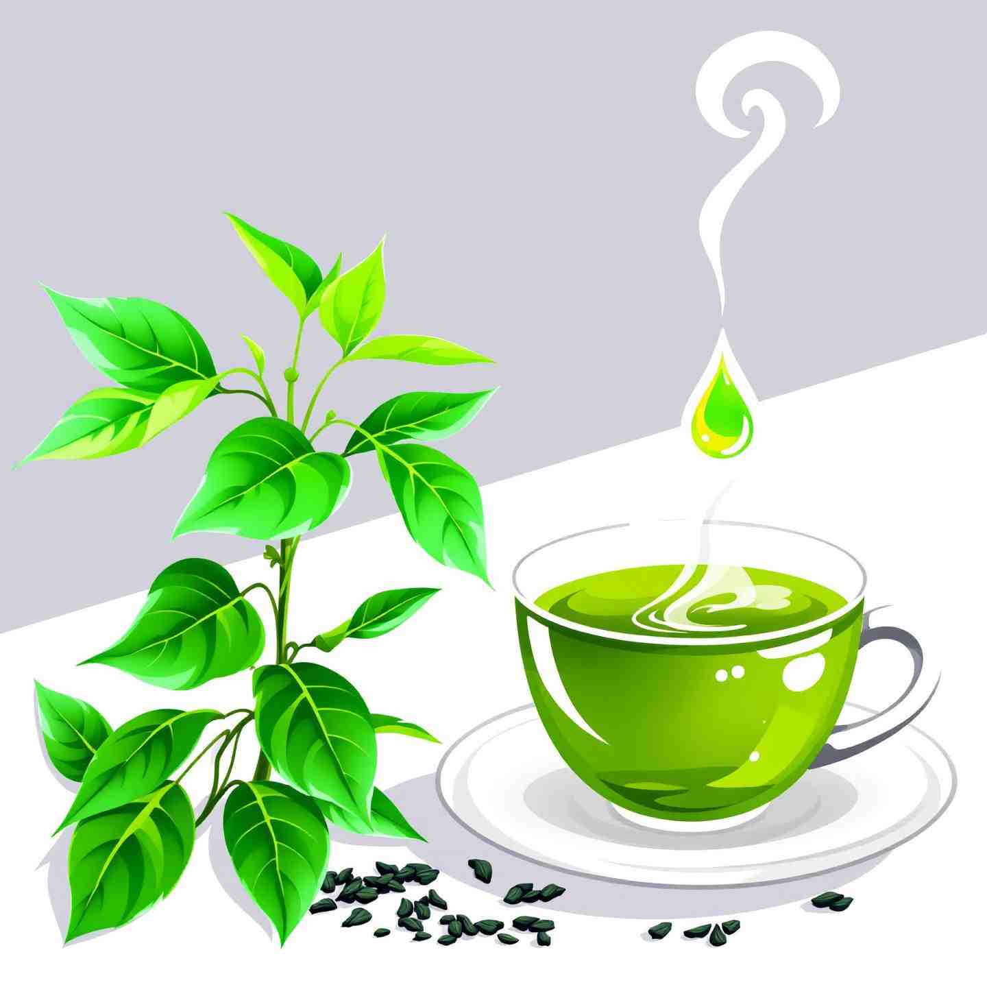 Green tea plant (Camellia sinensis) with fresh green leaves, representing the natural source of green tea extract.